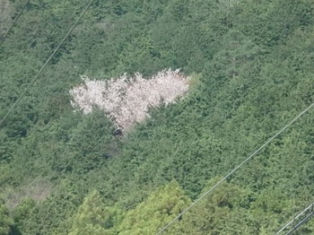 山桜P4110131.JPG
