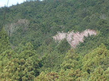 山桜P4110133.JPG